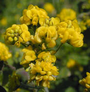 Image of black medick