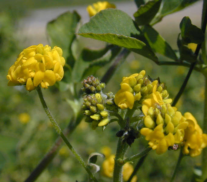 Image of black medick