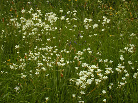 Image of Meadow Saxifrage