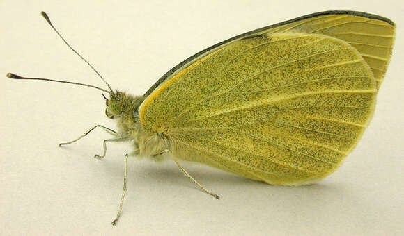 Image of cabbage butterfly