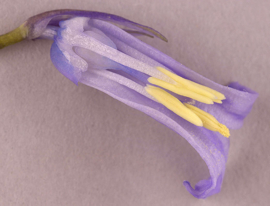 Image of Common Bluebell