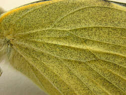 Image of cabbage butterfly