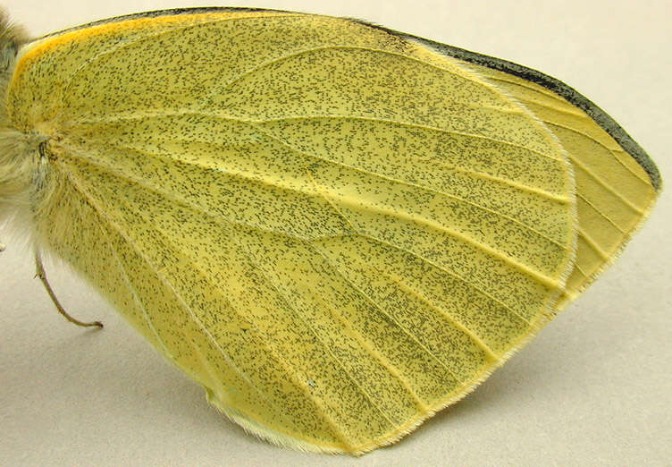 Image of cabbage butterfly