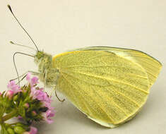 Image of cabbage butterfly