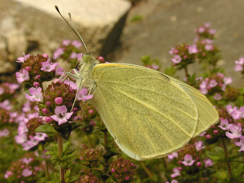 Image of cabbage butterfly