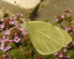 Image of cabbage butterfly