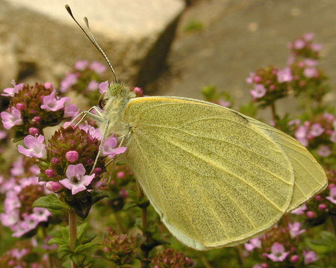 Image of cabbage butterfly