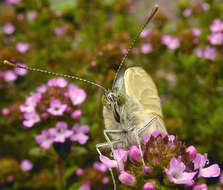 Image of cabbage butterfly