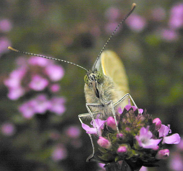 Image of cabbage butterfly