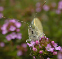 Image of cabbage butterfly