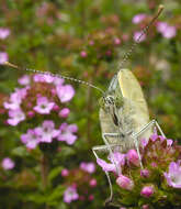 Image of cabbage butterfly