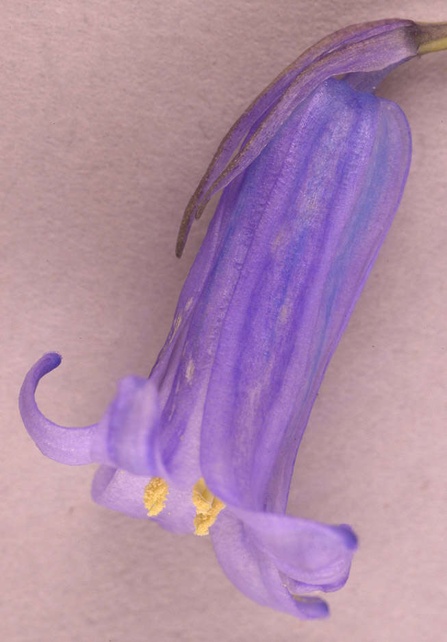 Image of Common Bluebell