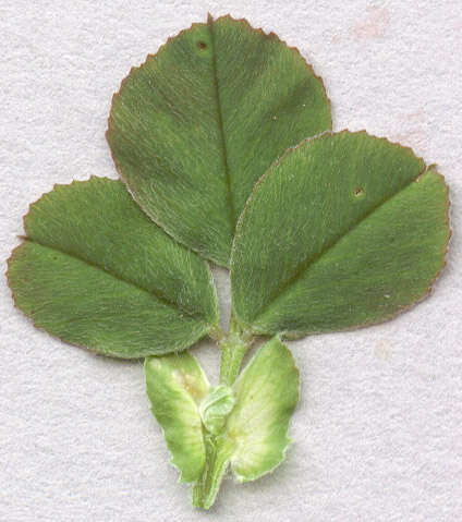 Image of black medick