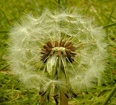 Image of dandelion