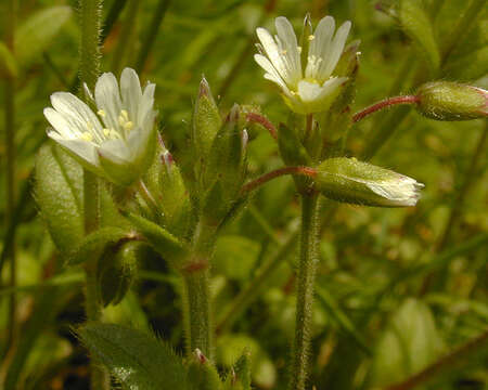 Image of common mouse-ear chickweed