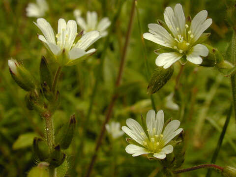 Image of common mouse-ear chickweed