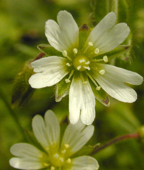 Image of common mouse-ear chickweed