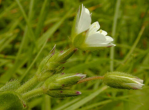 Image of common mouse-ear chickweed