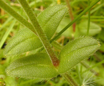 Image of common mouse-ear chickweed