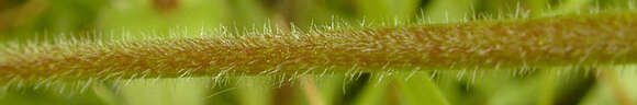 Image of common mouse-ear chickweed