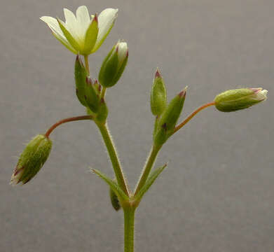 Image of common mouse-ear chickweed