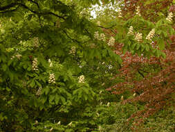 Image of European horse chestnut