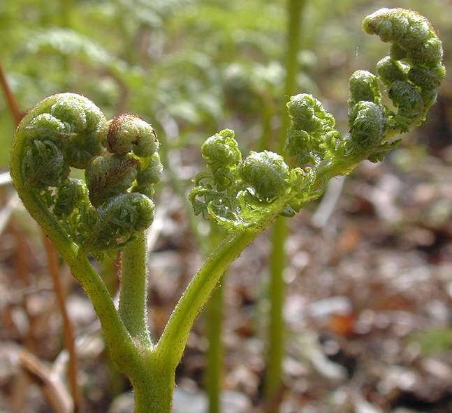 Image of Bracken