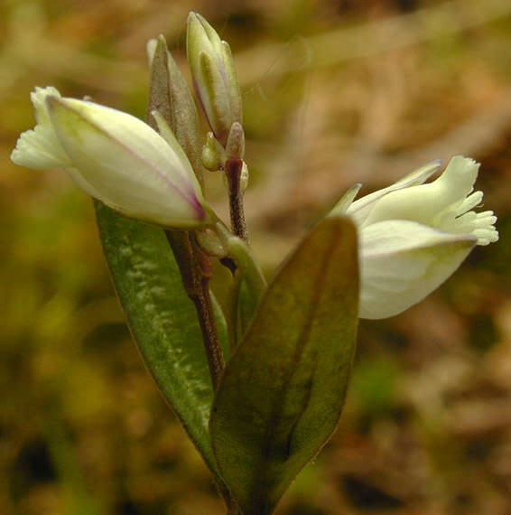 Plancia ëd Polygala serpyllifolia J. A. C. Hose