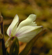 Plancia ëd Polygala serpyllifolia J. A. C. Hose