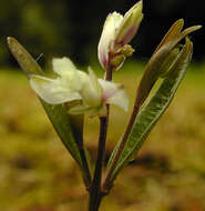 Plancia ëd Polygala serpyllifolia J. A. C. Hose