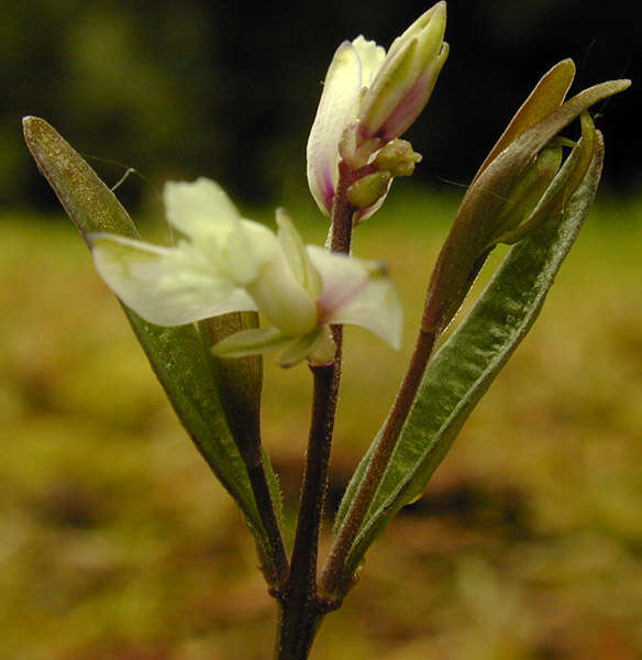 Plancia ëd Polygala serpyllifolia J. A. C. Hose