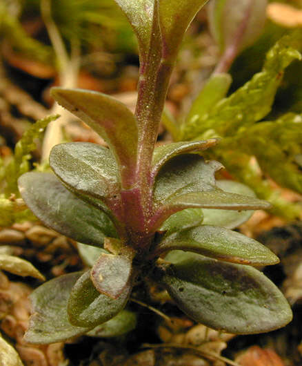 Plancia ëd Polygala serpyllifolia J. A. C. Hose