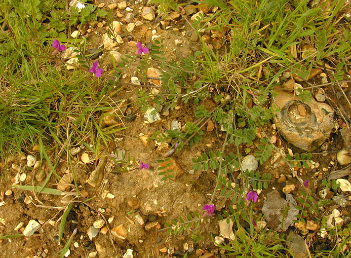 Imagem de Vicia sativa subsp. nigra (L.) Ehrh.