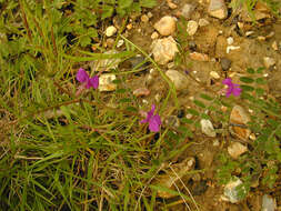 Imagem de Vicia sativa subsp. nigra (L.) Ehrh.