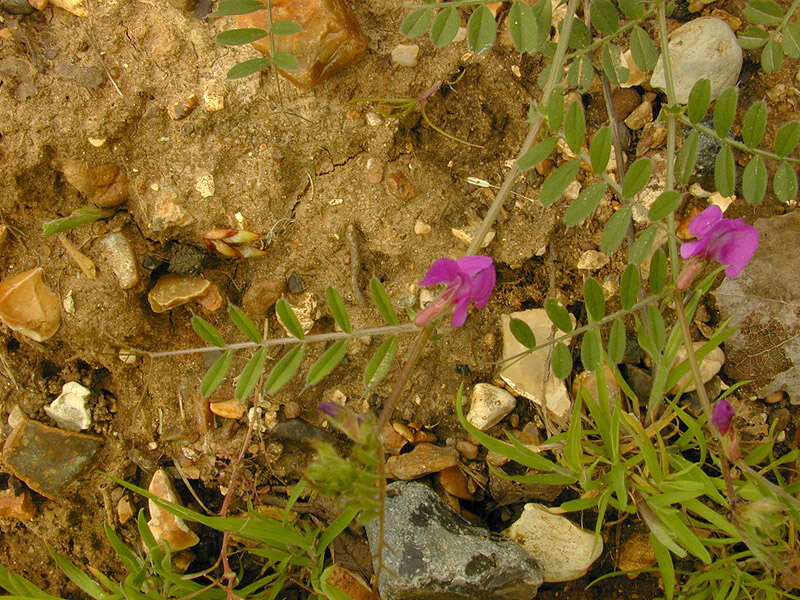 Imagem de Vicia sativa subsp. nigra (L.) Ehrh.