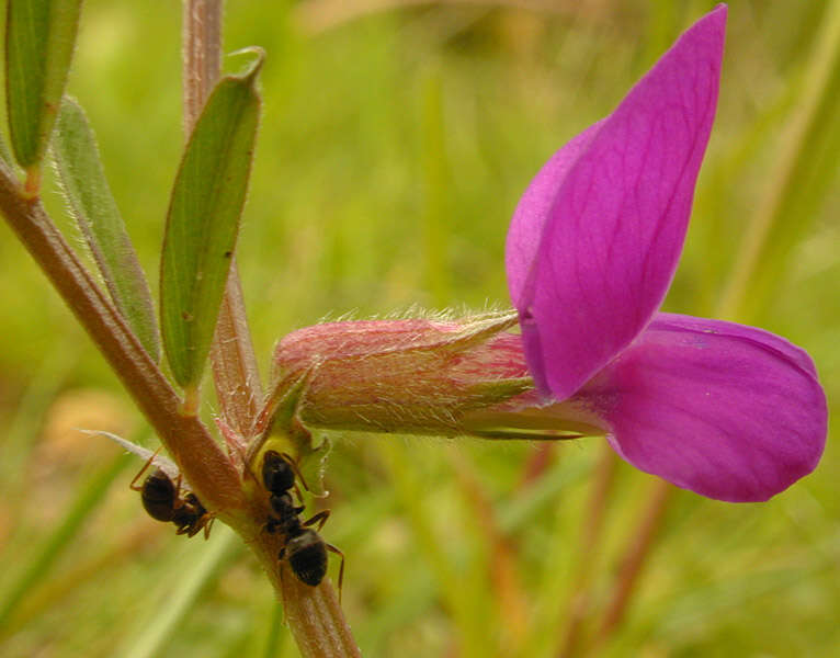 Imagem de Vicia sativa subsp. nigra (L.) Ehrh.