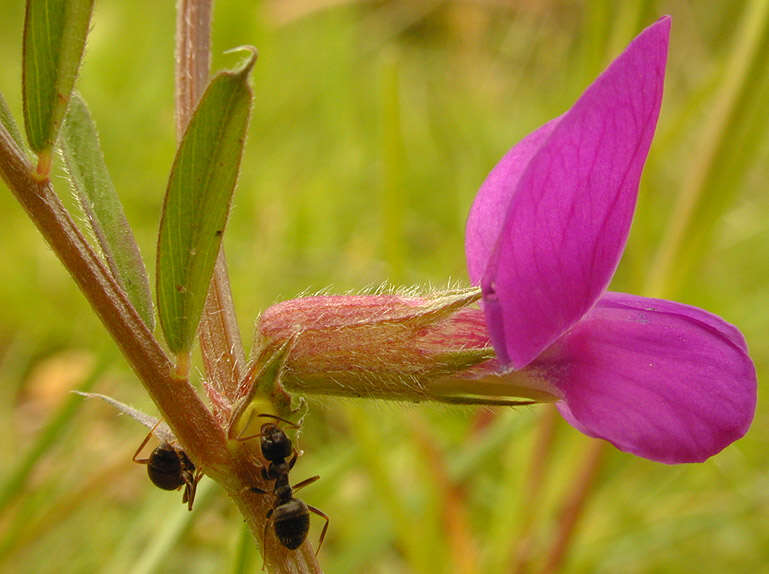 Imagem de Vicia sativa subsp. nigra (L.) Ehrh.