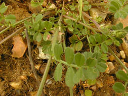 Imagem de Vicia sativa subsp. nigra (L.) Ehrh.