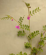 Imagem de Vicia sativa subsp. nigra (L.) Ehrh.