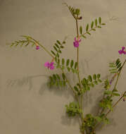 Imagem de Vicia sativa subsp. nigra (L.) Ehrh.