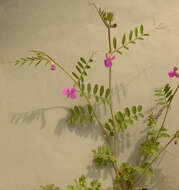 Imagem de Vicia sativa subsp. nigra (L.) Ehrh.