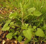 Image of nipplewort