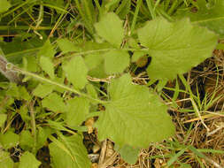 Image of nipplewort