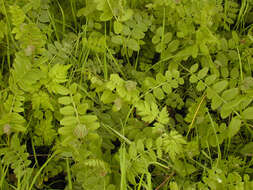 Image of bush vetch