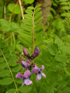 Image of bush vetch