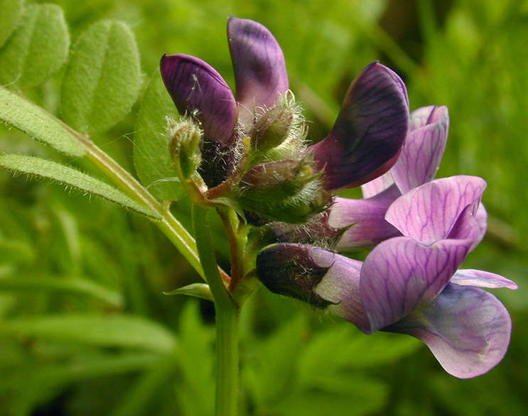 Image of bush vetch