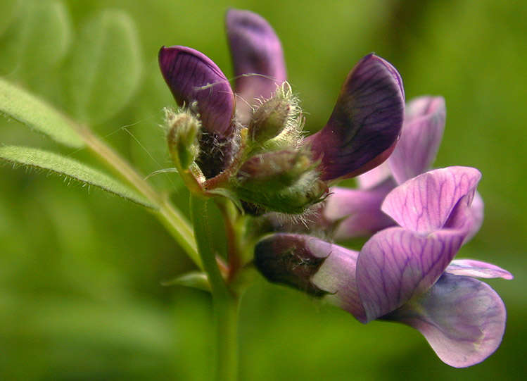 Image of bush vetch