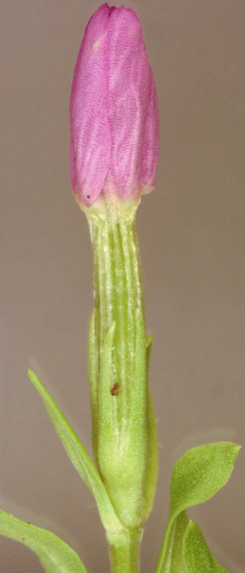 Image of Centaurium erythraea subsp. erythraea