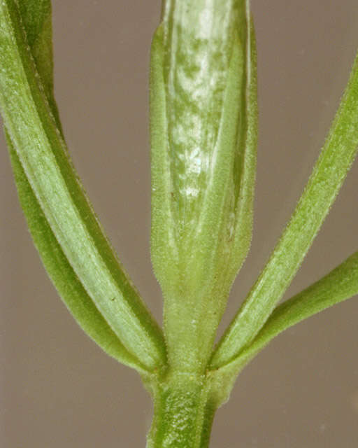 Image of Centaurium erythraea subsp. erythraea