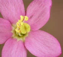 Image of Centaurium erythraea subsp. erythraea